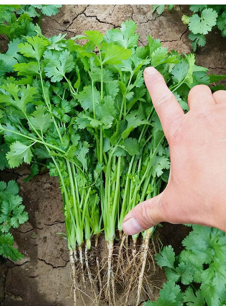 农家小叶香菜种籽老品种四季食用芫荽籽种阳台盆栽种子菜种蔬菜孑小叶