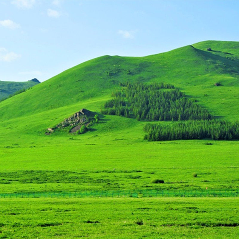 抖音快手拍视频背景布3立体墙纸背景布大草原风景28015米宽2米高竖副