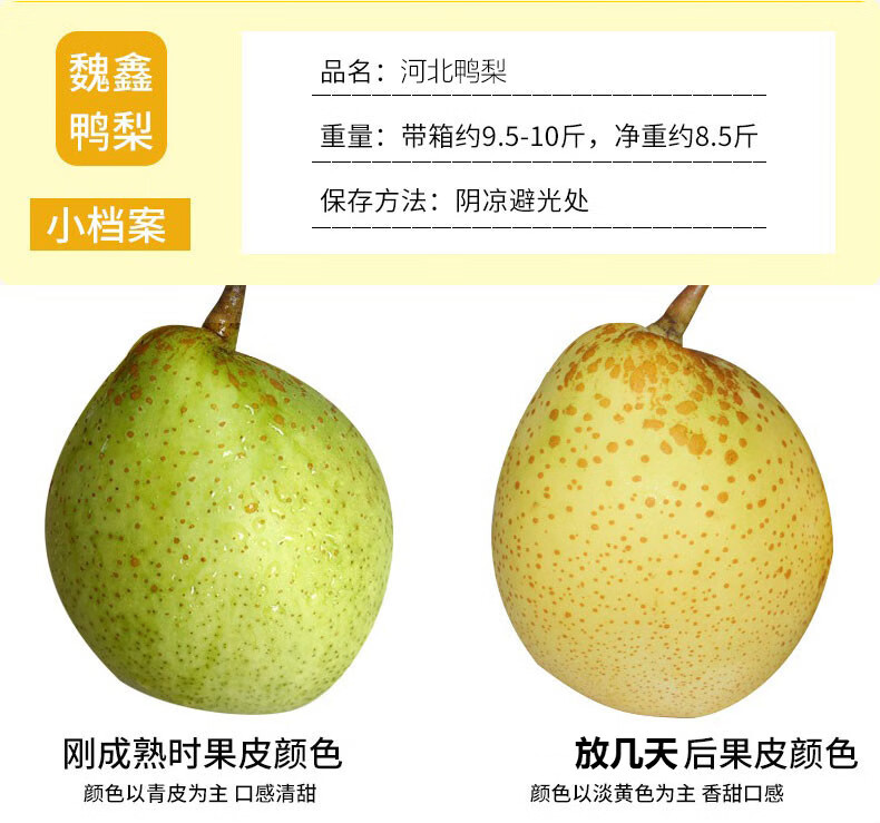 魏县水晶鸭梨河北鸭梨脆甜香梨新鲜白梨子当季整箱水果送礼3斤中果