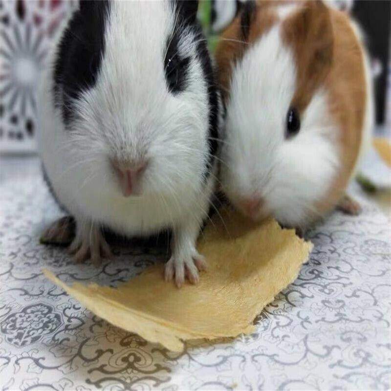 [京选推荐]宠物荷兰猪活体荷兰鼠活体彩豚活物天竺鼠健康 对称眼圈【2