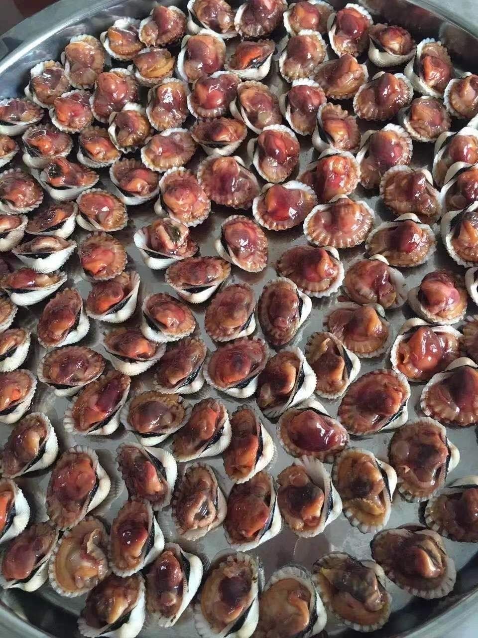 现捞现发新鲜血蛤到货包活海鲜鲜活银蚶花蛤非毛蛤福茹洲尝鲜2斤装