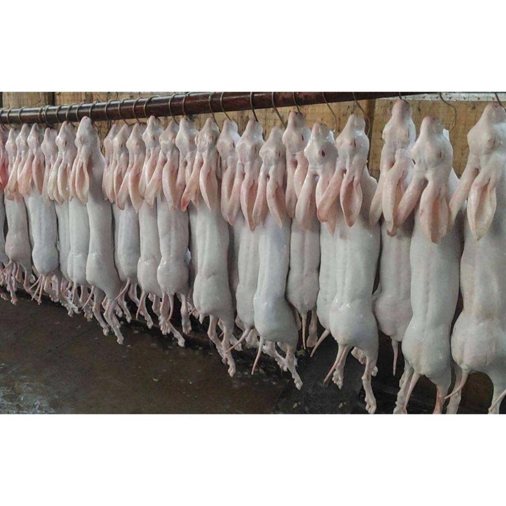 兔肉新鲜烫皮兔现杀带皮兔子肉活兔现杀整只3斤8斤冷冻顺丰腾旺纳跃带