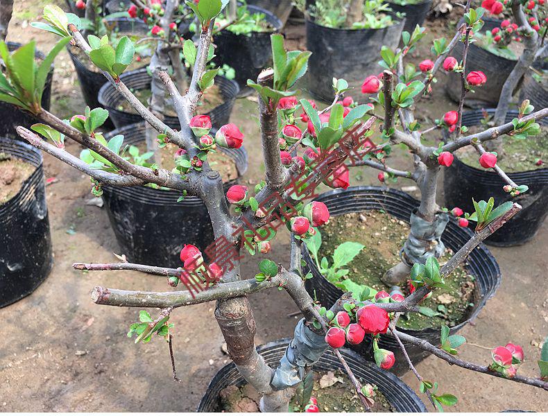 6年树桩盆景海棠 不含盆【图片 价格 品牌 报价】-京东