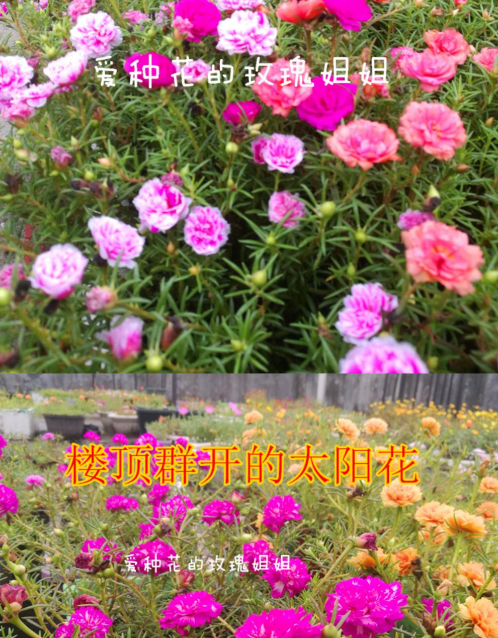 太阳花苗四季夏秋开花带根带花苞枝条耐热植物盆栽花卉重瓣混色粉红色