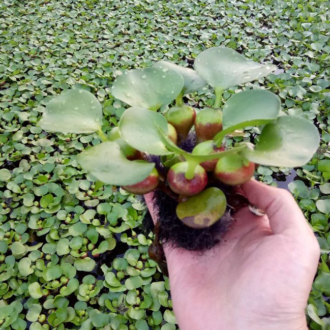 水葫芦水生植物新鲜种苗大棵带根好成活浮萍水质净化美观浮漂水芙蓉50