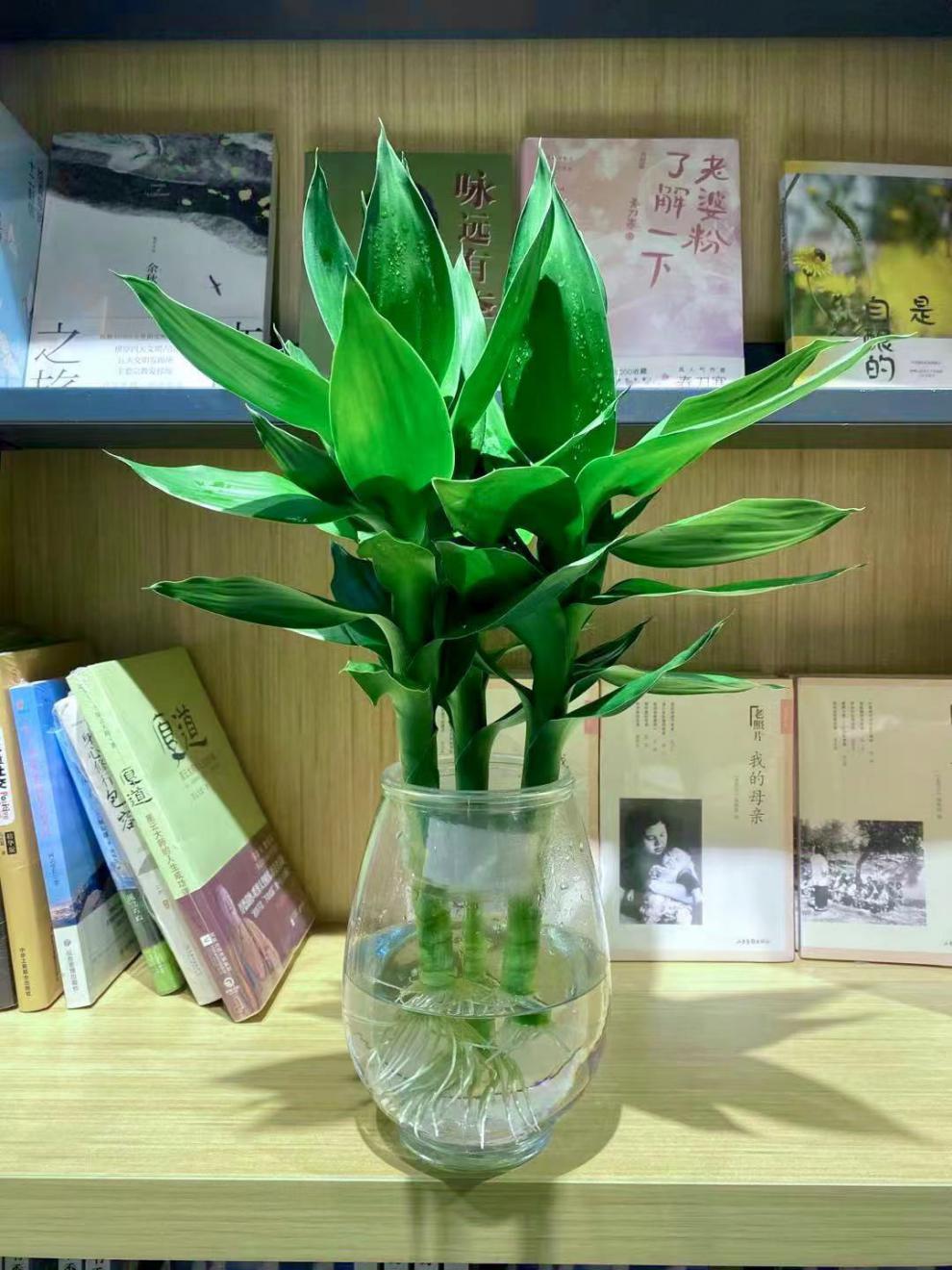 精选直发观音竹水培绿植盆栽富贵竹水养办公客厅长青净化空气带根竹3