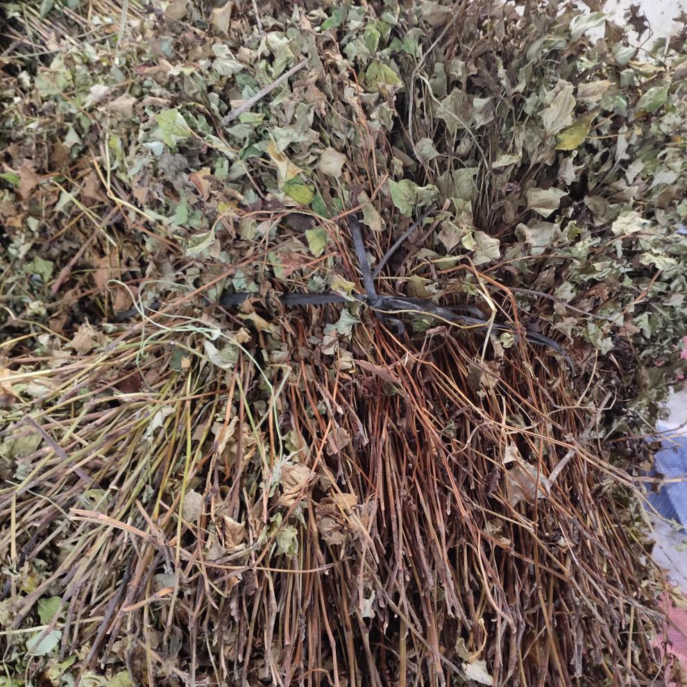 广西野生鱼腥草500g新货干货农家自晒中草药拆耳根鱼星草泡茶凉茶亳飨