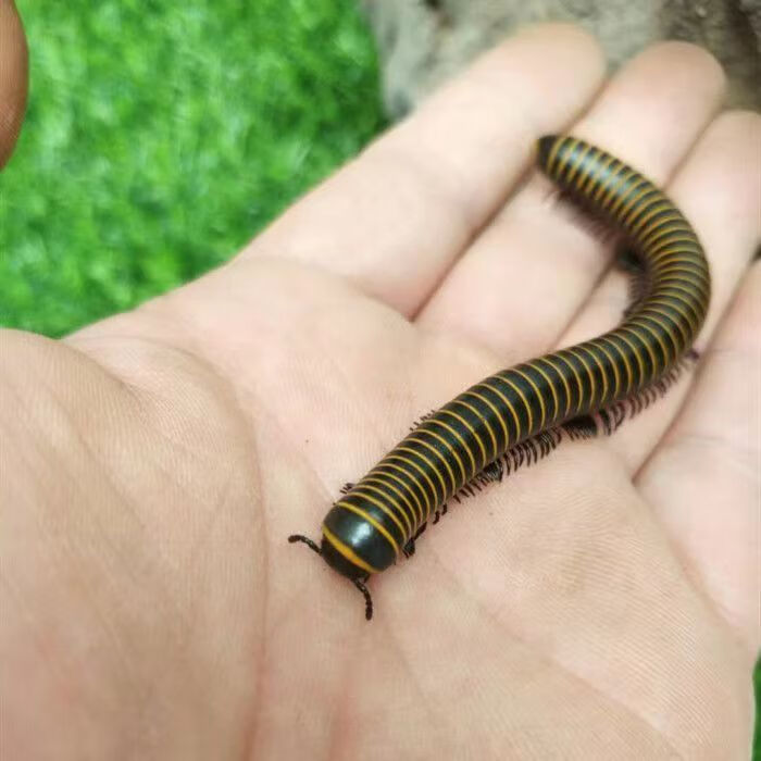 马陆虫红环黄环包活 比独角仙乌龟仓鼠鸟好养 红环2只【图片 价格
