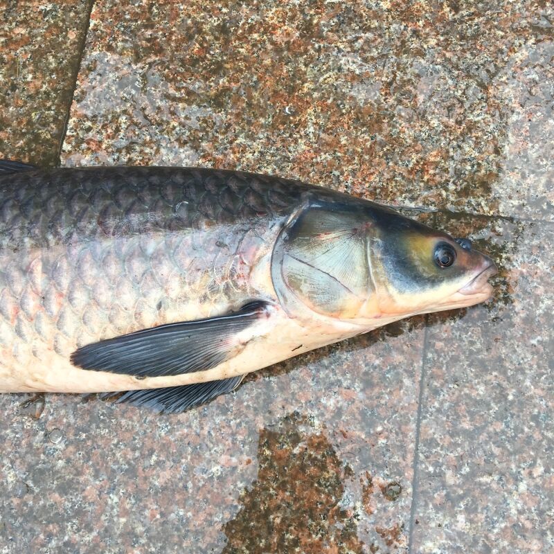 千岛湖野生青鱼11斤【图片 价格 品牌 报价】-京东