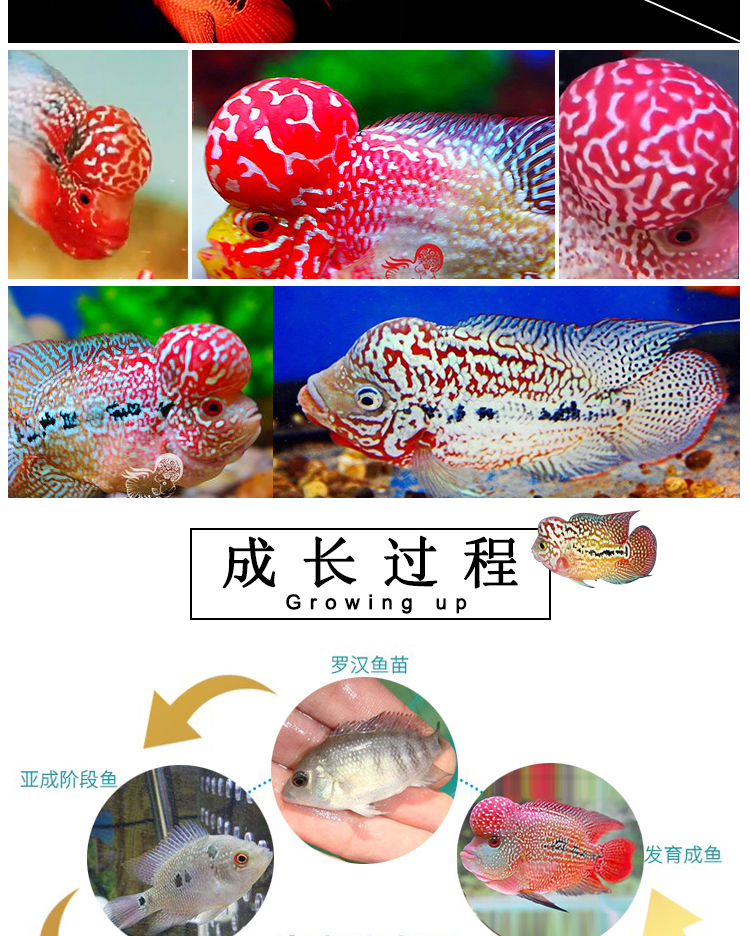 族萃泰国进口罗汉鱼苗幻彩古典金花活体鸿运退沙火凤凰德萨罗汉鱼亚成