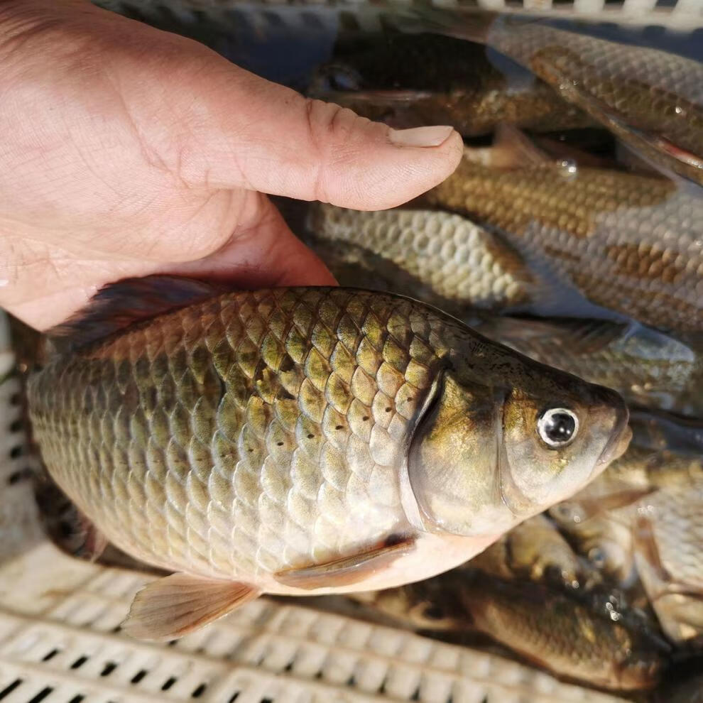 顺丰发货微山湖纯野生鲫鱼新鲜活鱼现杀大小土鲫鱼孕产妇滋补孕妇月子