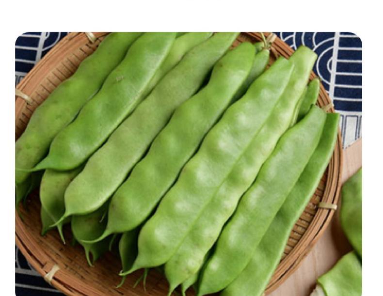 豆角新鲜东北吉林九月青油豆角农家新鲜蔬菜锅烂青豆角 5斤实惠装