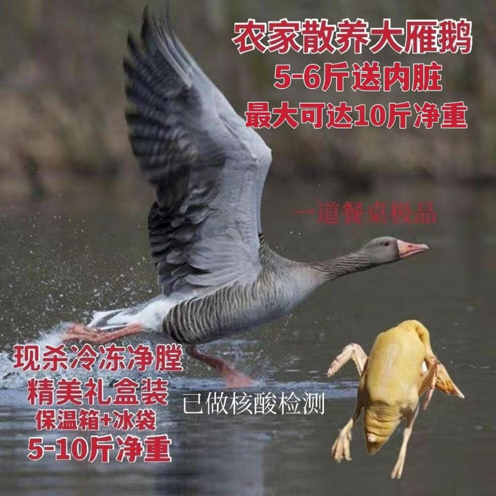 大雁整只现杀速冻农家散养大雁鹅冷冻礼盒查干湖周边鸿雁散养大雁现杀