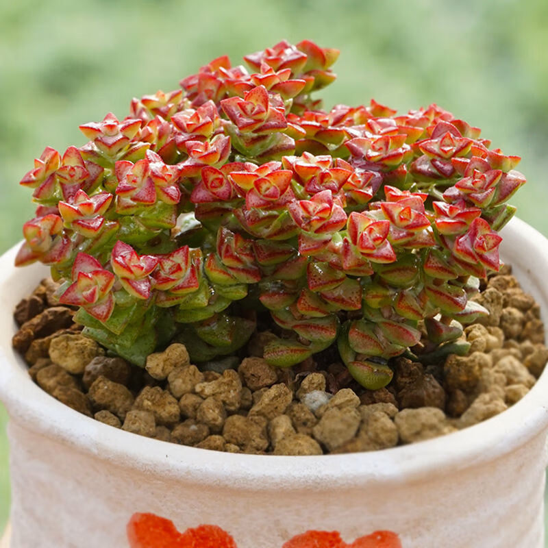 钱串子多肉钱串子群生多头多肉植物牡丹钱串新玉坠小米星群生老桩多肉