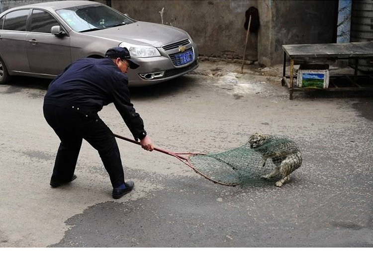 加厚不锈钢防爆抓捕网兜防暴抓捕网兜捕猫狗器动物抓捕器防身器网长12