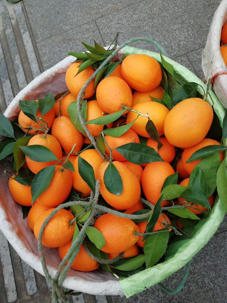 重庆纽荷尔福本奉节脐橙新鲜带叶现摘水果橙子10斤20斤农产品5斤70mm