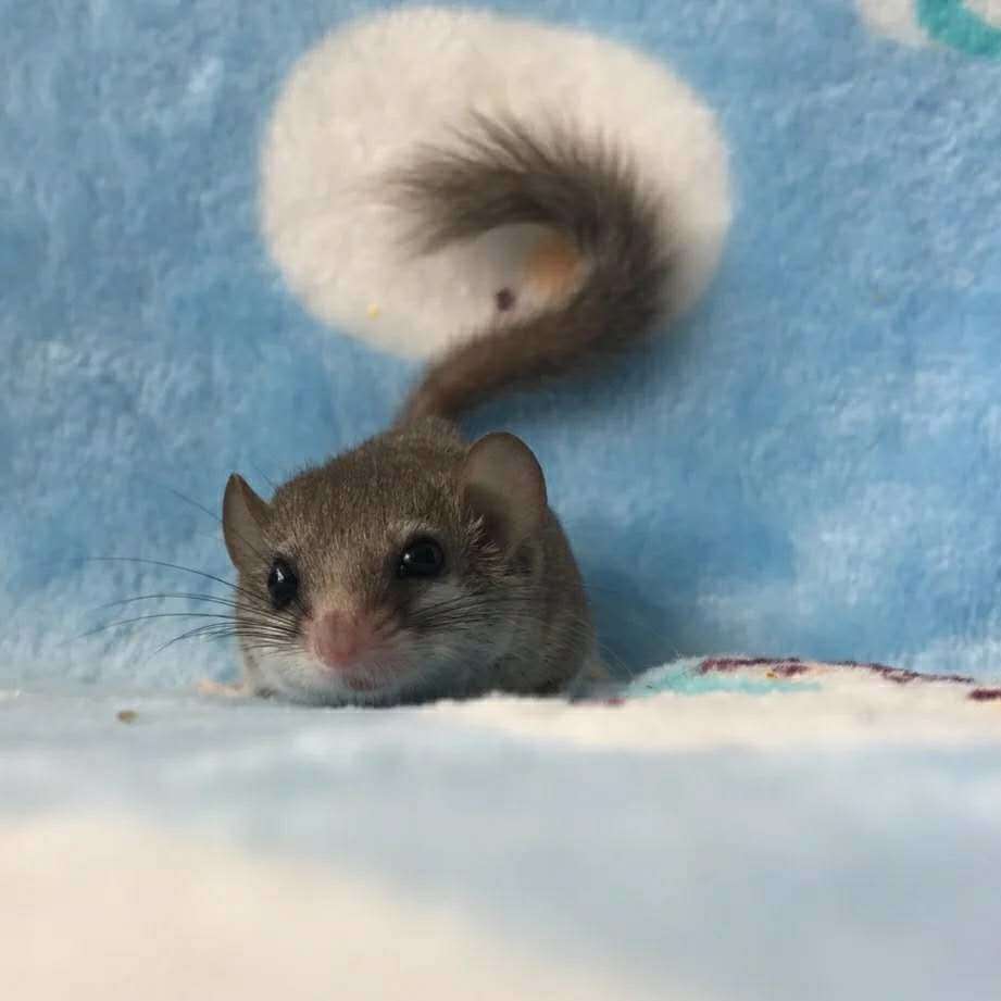 宿舍儿童小型宠物好养活可爱小宠西班牙睡鼠拇指鼠迷你小龙猫学生