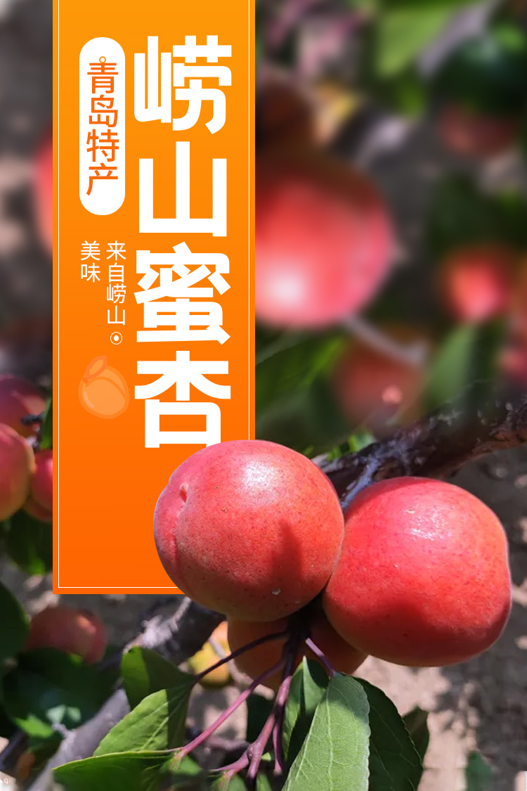 现摘现发孕妇宝宝甜杏子新鲜水果5斤装精选果5斤中大果顺丰空运礼盒装