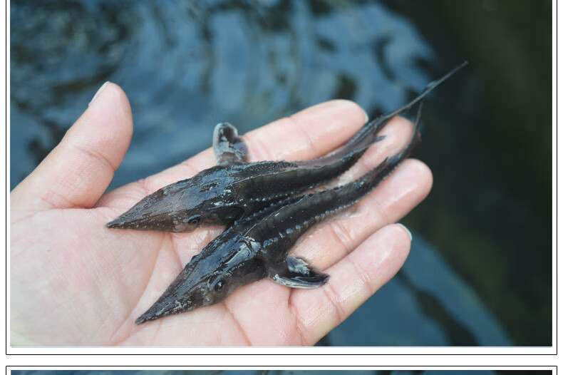 苗淡水鱼塘鱼缸养殖中华观赏鱼活体尖嘴鲟大型冷水鱼鲟鱼苗批发淡水