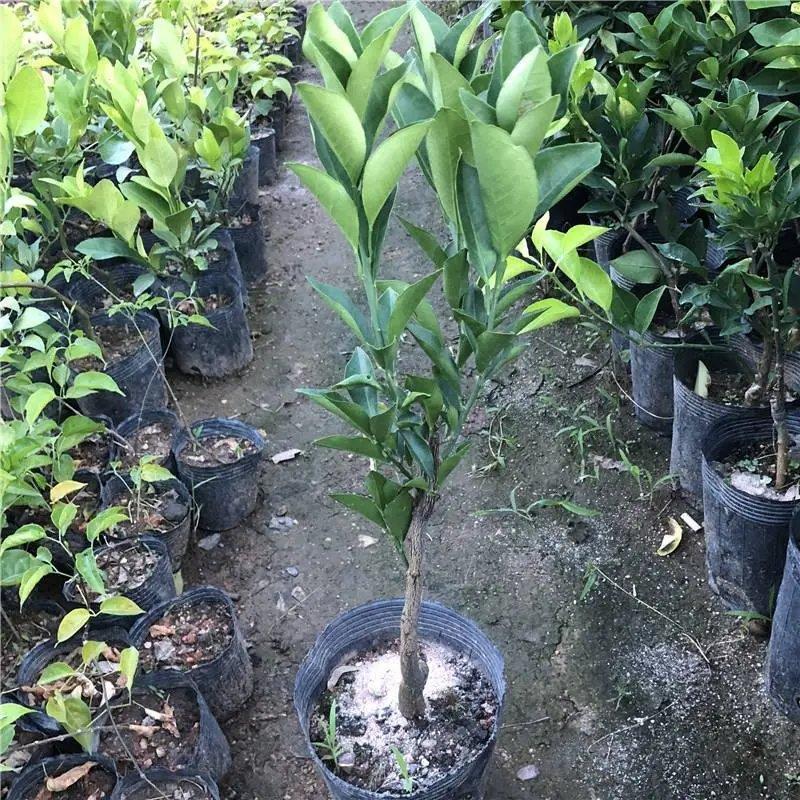 嫁接橙子树苗南北方种植特大赣南脐橙血橙苗盆栽地栽果苗当年结果红心