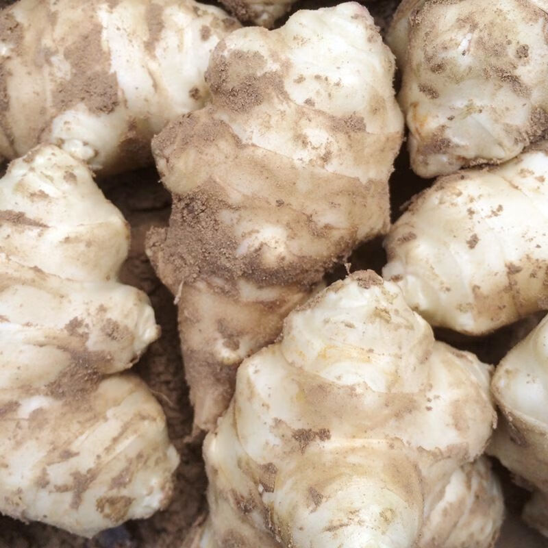 年货精选5斤鲜洋姜洋姜菊芋鬼子姜现挖洋姜蛋洋生姜洋姜洋芋头甜姜2斤