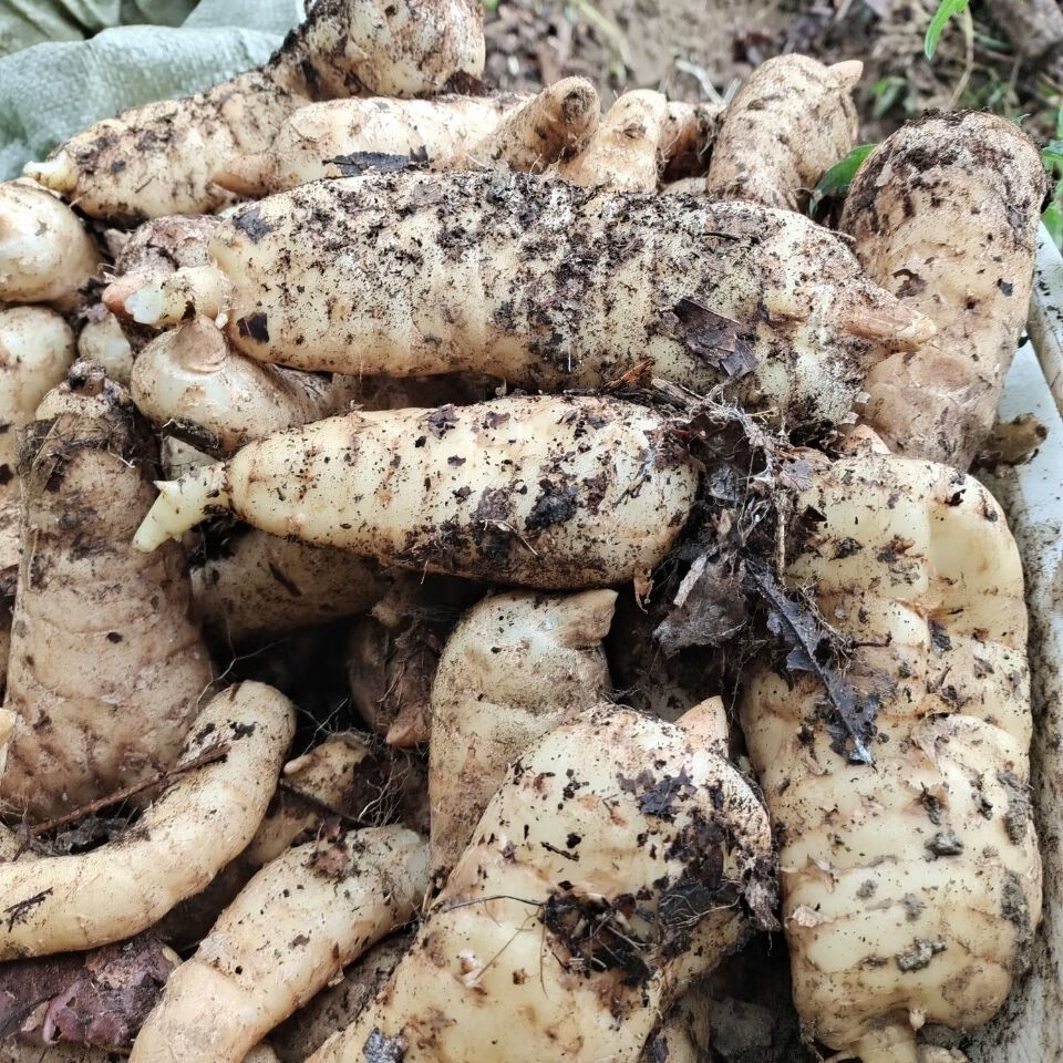 贵州省大方县新鲜天麻出山了新鲜现挖当天发顺丰我们是净重哦3斤装3个