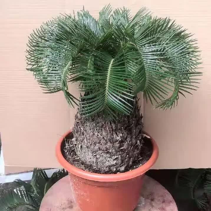 铁树四季常青室内绿植易活懒人花卉多头铁树苗 11公分一颗【图片 价格