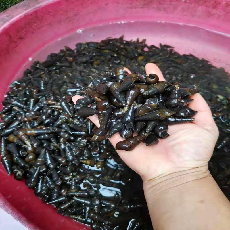 广西新鲜山坑螺钉螺长螺石螺黑螺坑螺5斤中小个