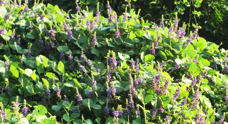 新货野生葛花茶茶葛根花葛藤花神器葛根花茶野葛花600克紫花多干净