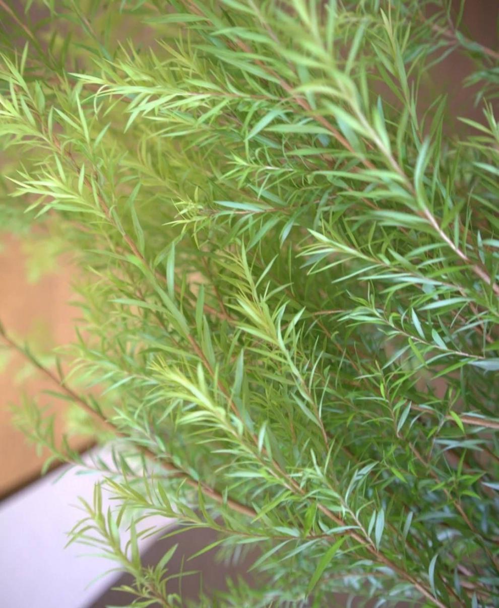 【千层金黄金香柳】云南基地冷链保鲜 千层金暖秋色(一束大把) 精装