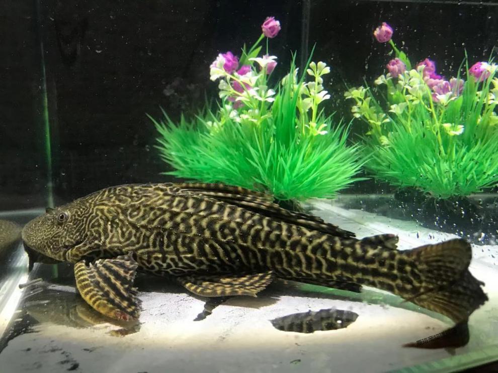 活体大尺寸清道夫鱼淡水鱼缸清洁工专吃鱼粪除藻净化水质清道夫 精品