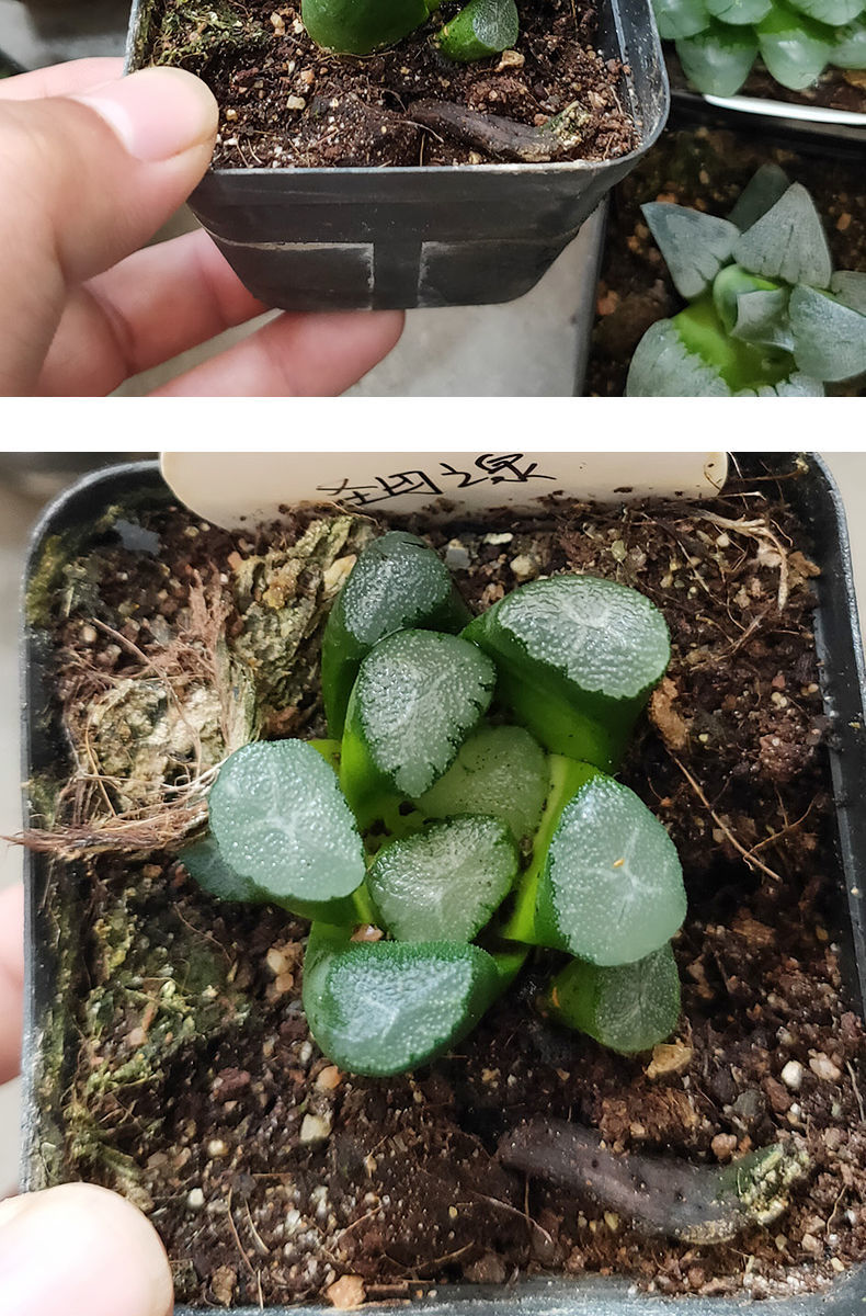 十二卷玉露万象多肉植物贵货办公室小盆栽懒人花卉夏日养不死圣母之泉