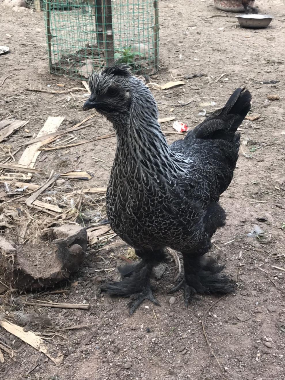 无量山乌鸡种蛋可孵化原种受精乌骨鸡大种毛脚彝族土鸡蛋定制款 混色