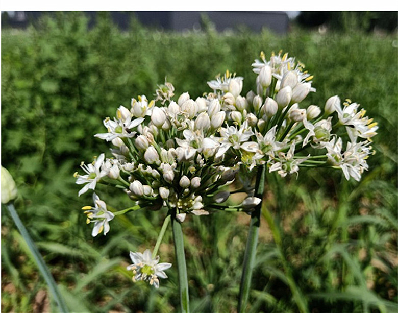 新鲜全籽农家现摘现发鲜嫩韭菜花现摘韭花韭菜籽花嫩籽花苞4斤天气