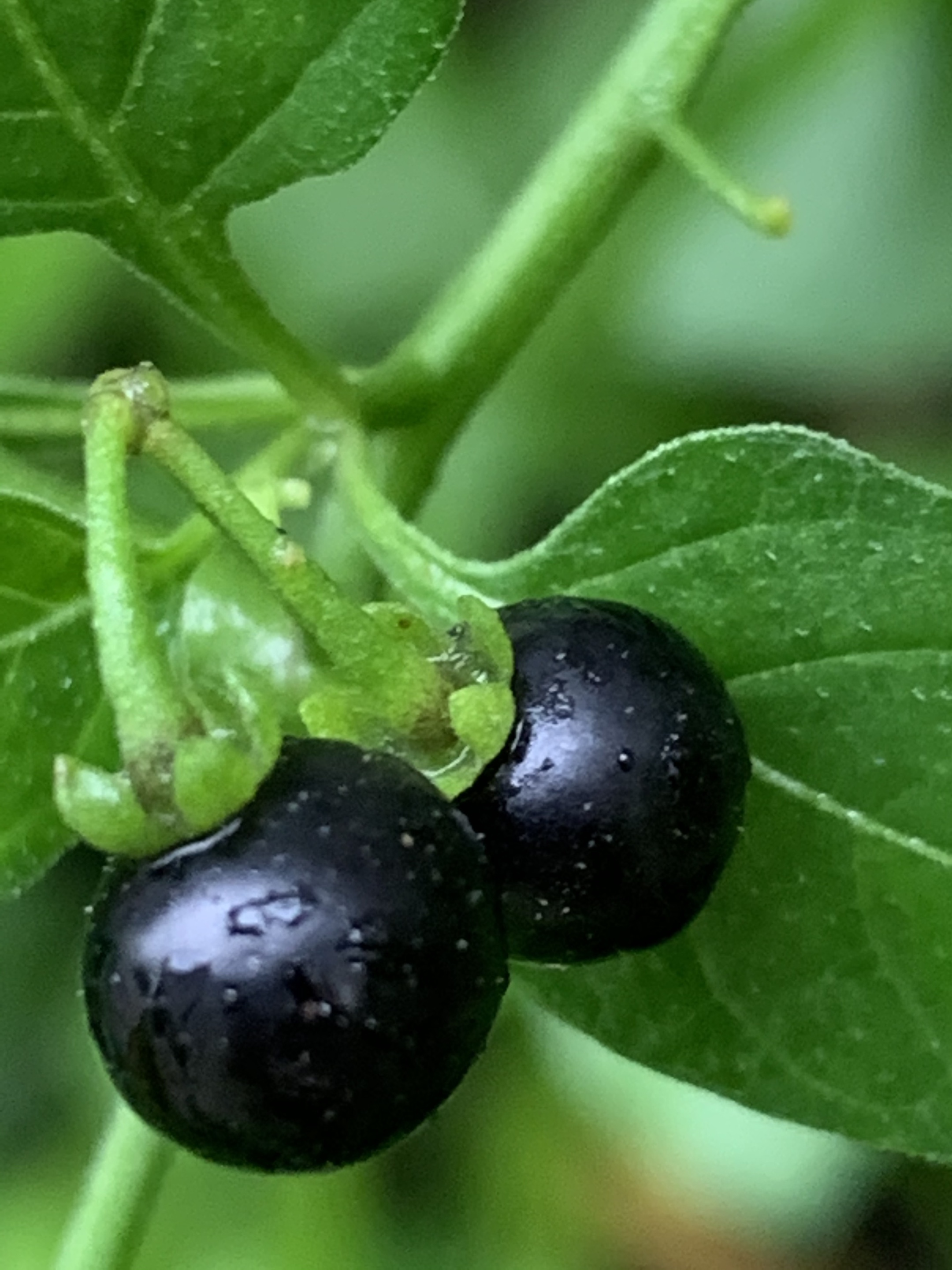 新鲜龙葵果 野生500克东北黑天天黑悠悠黑呦呦黑星星