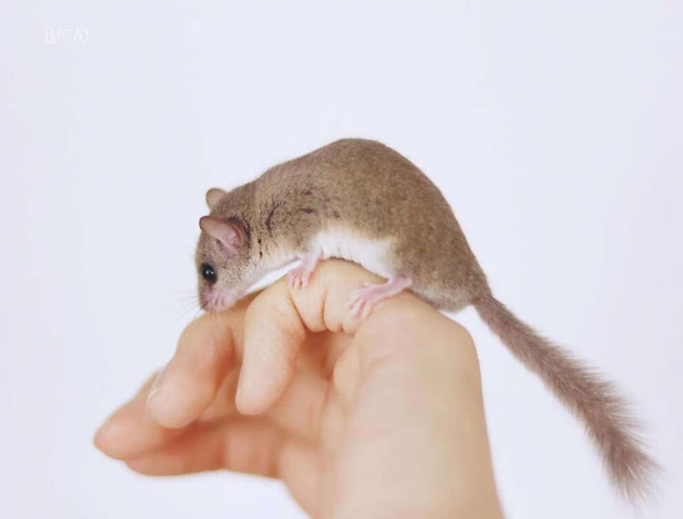 宿舍儿童小型宠物好养活可爱小宠西班牙睡鼠拇指鼠迷你小龙猫学生疫苗