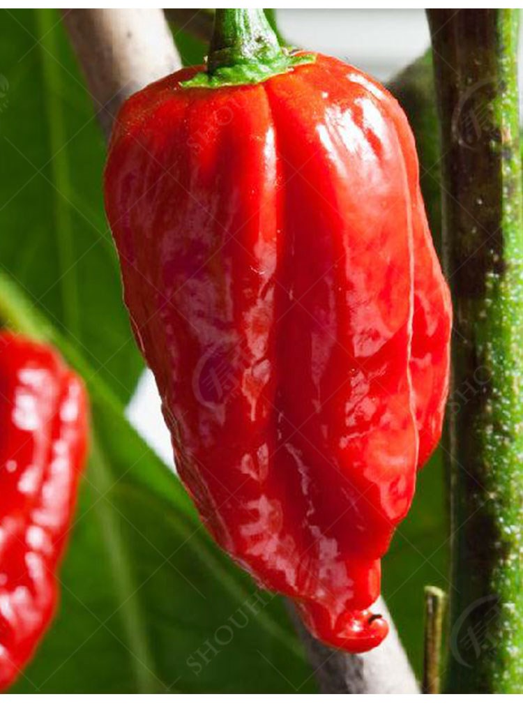 印度魔鬼椒辣椒苗秧苗种特辣四季海南黄灯笼蔬菜种籽孑籽种秧苗特红色