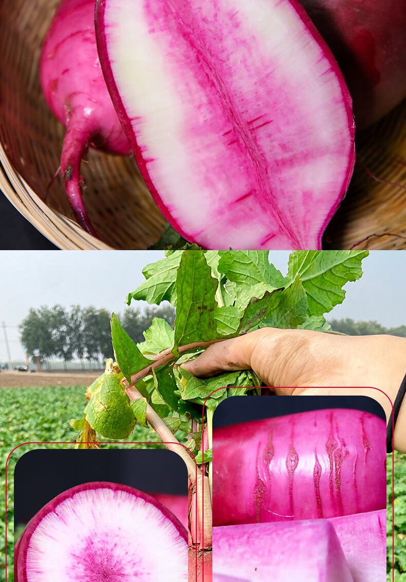 水果萝卜奶油冰糖心冰激凌萝卜现拔现发35斤潍坊水果萝卜3斤