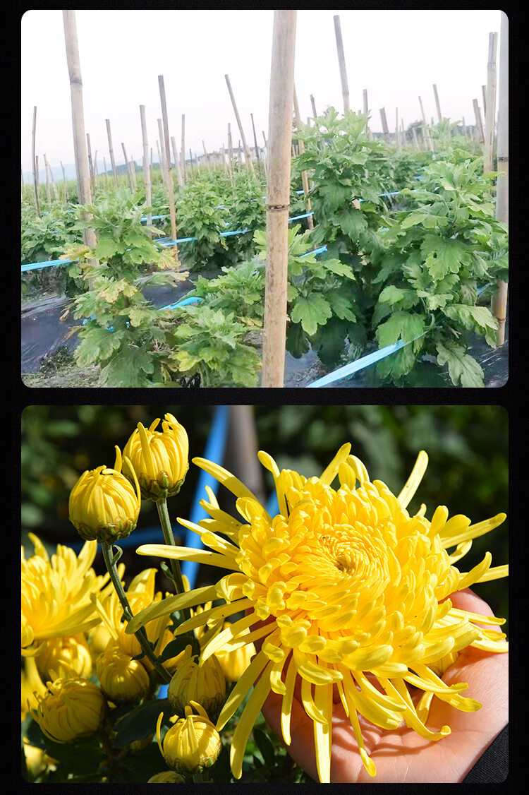 药房直售产地货源厂家批发黄山大朵菊花茶一朵一杯20朵礼盒装金丝皇菊