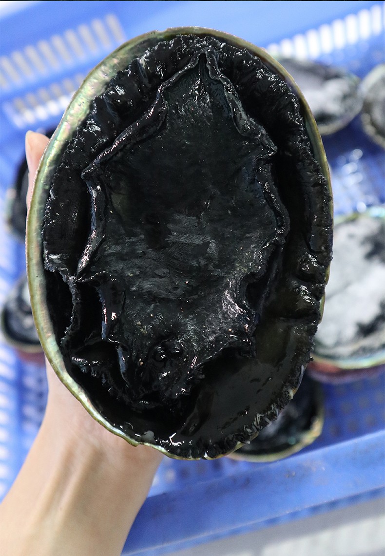 【顺丰】新西兰进口黑金鲍 海鲜水产鲜活冻刺身大鲍鱼小鲍鱼特大500g