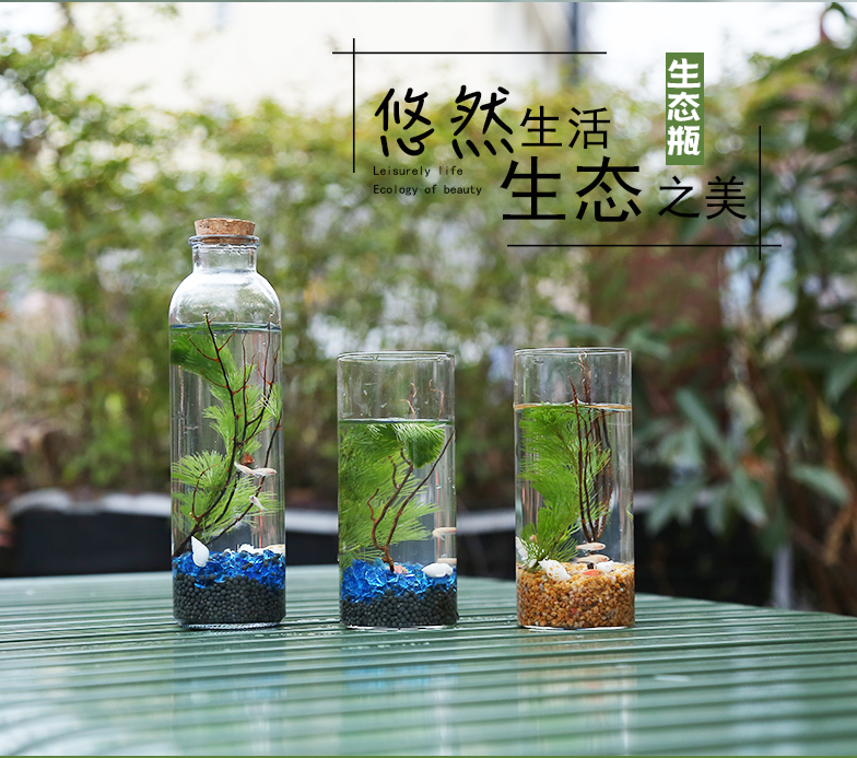 科学生态瓶繁殖快的鱼生态瓶生态鱼微景观斗鱼小鱼虾活体鱼免换水图上
