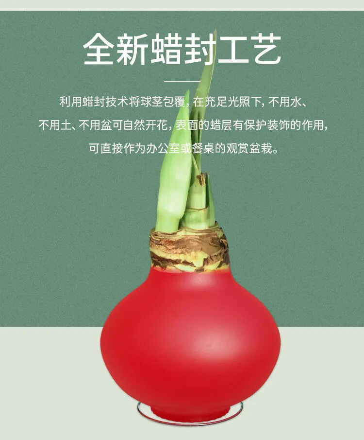 年宵花封蜡朱顶红种球礼盒球根花卉室内装饰无水无土即可开花 c7 透明