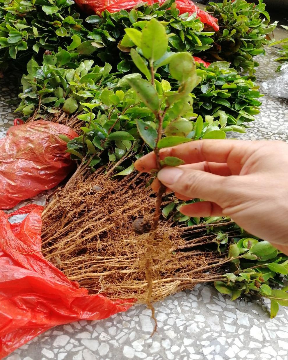 油茶苗茶树苗油茶芽苗籽播油茶奶苗茶树实生苗未嫁接的20厘米以上一千