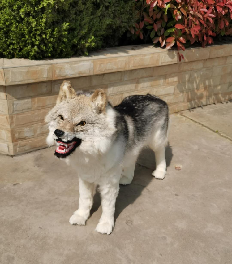 大型皮毛仿真动物狼标本摆件玩偶玩具工艺品狼模型狼标本毛绒狼 支持