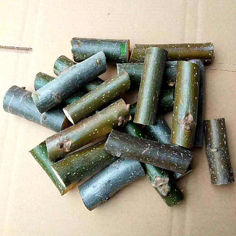 核桃树枝核桃枝山核桃枝新鲜胡桃树枝天然中草药树根树皮伊梵麦 500g