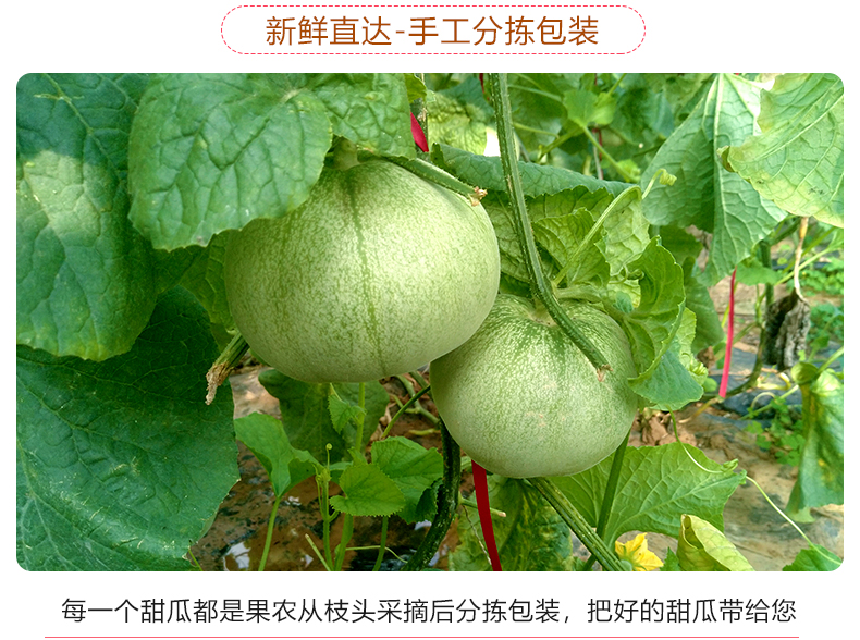 山东绿宝甜瓜5斤新鲜当季水果脆甜绿宝石香瓜水果圆瓜箱装生鲜