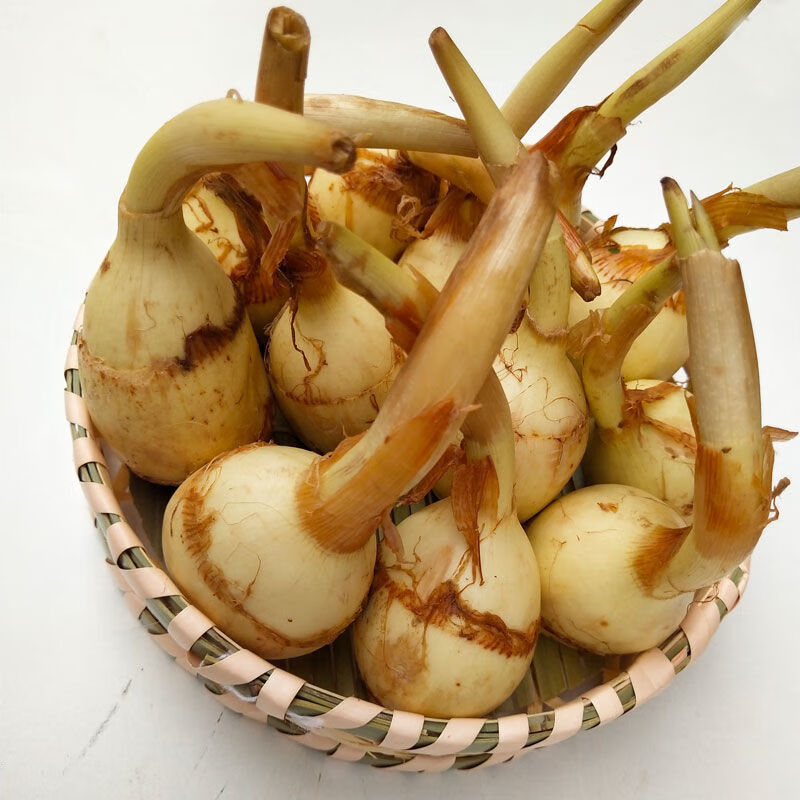 云南茨菇新鲜现挖现买大茨菇慈姑马蹄茨孤蔬菜白慈姑批3斤大茨菇