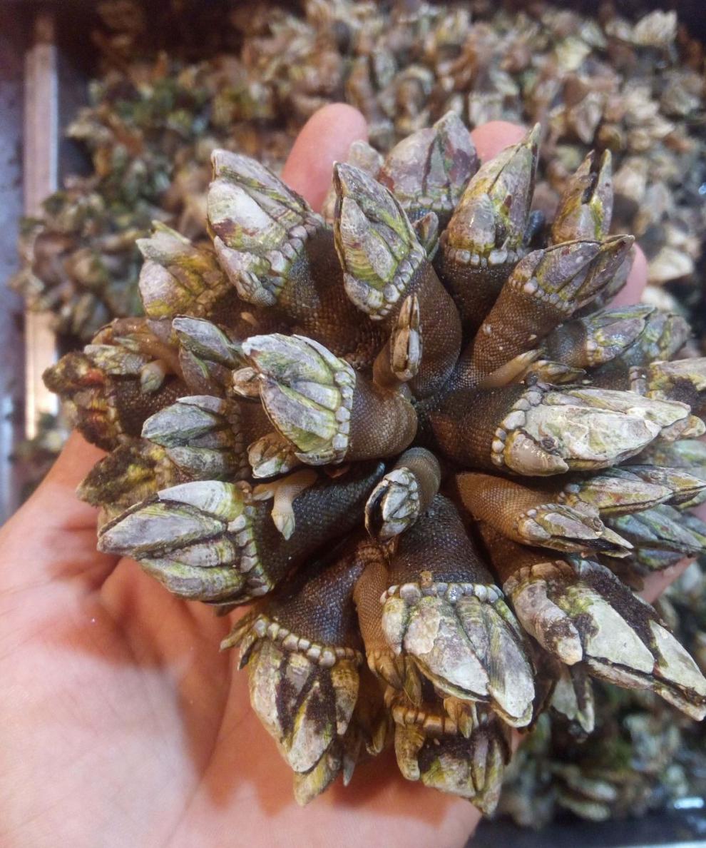 霞浦鲜活佛手贝观音手鹅颈藤壶狗爪螺佛手螺500g1斤尝鲜价