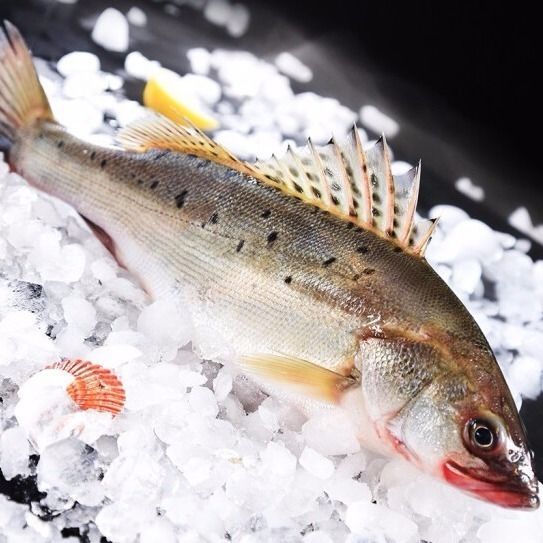 新鲜大鲈鱼花鲈鱼寨花鱼鲈板鱼海鱼海产品海鲜类水产生鲜冷冻食品911