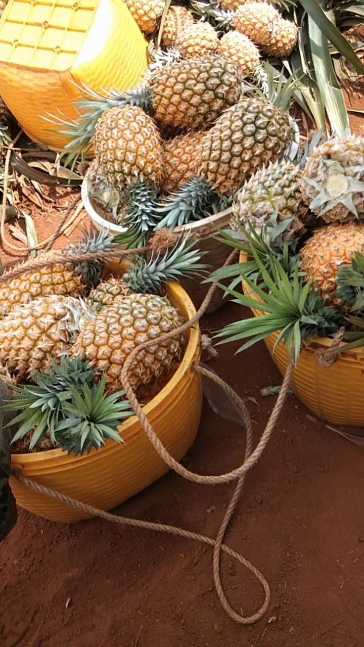 中国菠萝栽培主要集中在台湾广东广西福建海南等省,云南贵州南部也有